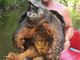 美国垂钓者钓到一只重达100磅（45.36公斤）的大鳄龟