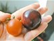 台湾成功大学种出黑西红柿 21世纪的超级食物富含青花素