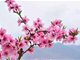 广州周边最美的桃花圣地 广东连平桃花朵朵开