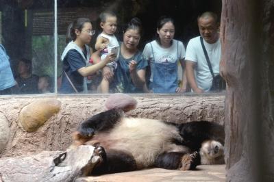 动物防暑每天吃900斤西瓜 熊猫吹空调吃特供竹子 