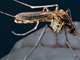 11岁女孩被蚊子叮咬感染日本脑炎 预防日本脑炎方法