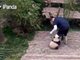 实拍57秒熊猫抱大腿视频 熊猫宝宝粘人抱大腿萌出一脸血！