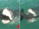 实拍南非大白鲨生吞海豹视频 惊悚一幕吓得游客尖叫连连