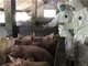 广东省珠海香洲区发生非洲猪瘟疫情 死亡生猪11头