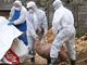 广东惠州市发生非洲猪瘟疫情:发病11头死亡11头