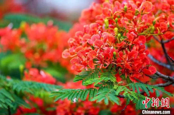 广州凤凰木花开正艳红似火比往年更绚烂