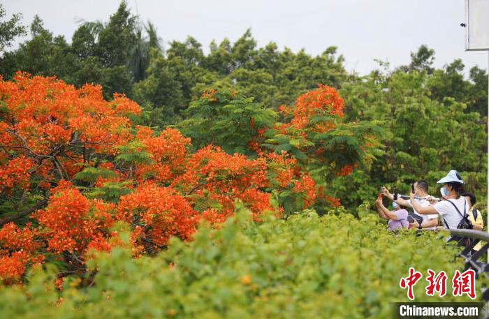 广州市民正在对着开得正艳的凤凰木拍摄。文清 摄 文清 摄