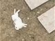 游客偷带食物喂兔子 致大批兔子死亡